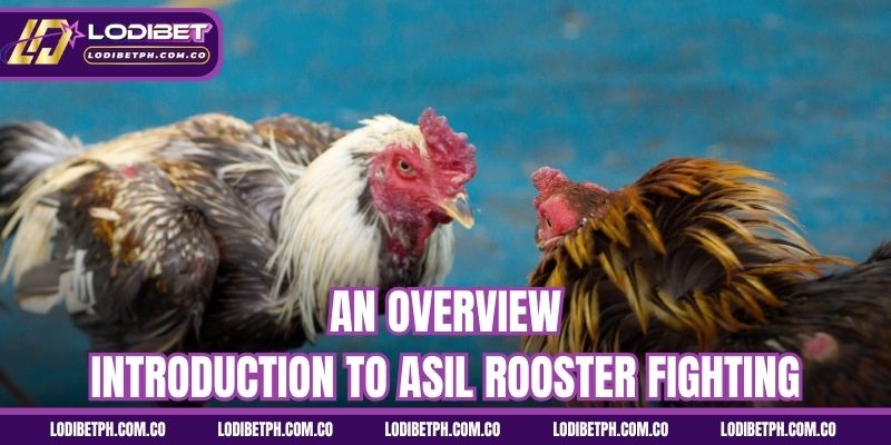 An overview introduction to Asil rooster fighting