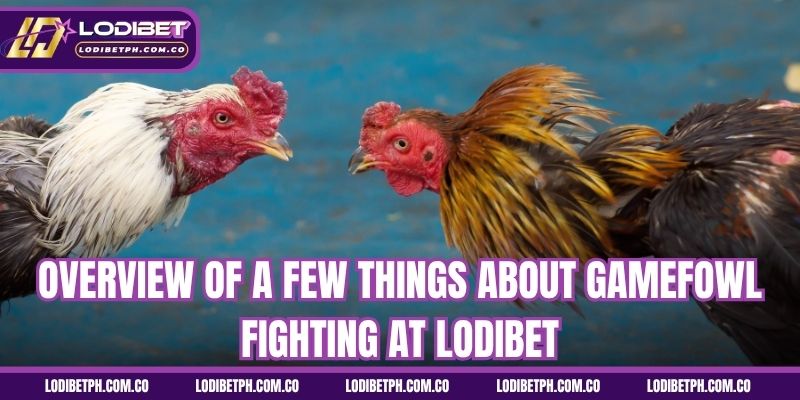 Overview of a few things about gamefowl fighting at Lodibet
