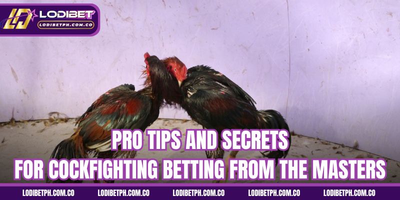 Pro tips and secrets for cockfighting betting from the masters