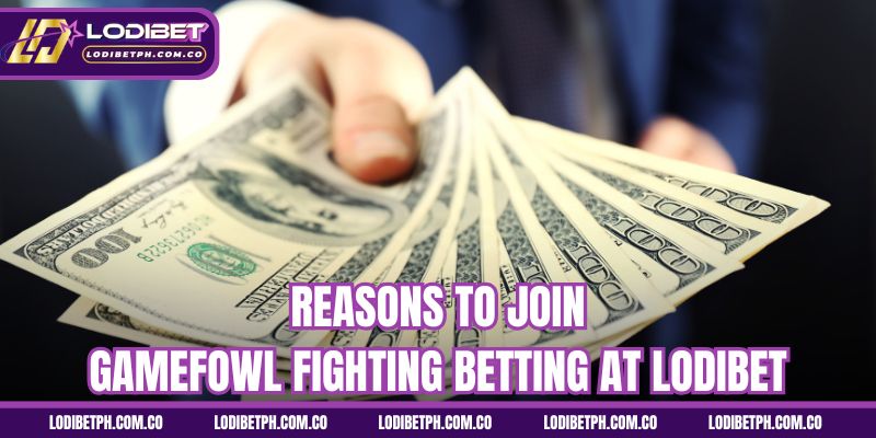 Reasons to join gamefowl fighting betting at Lodibet