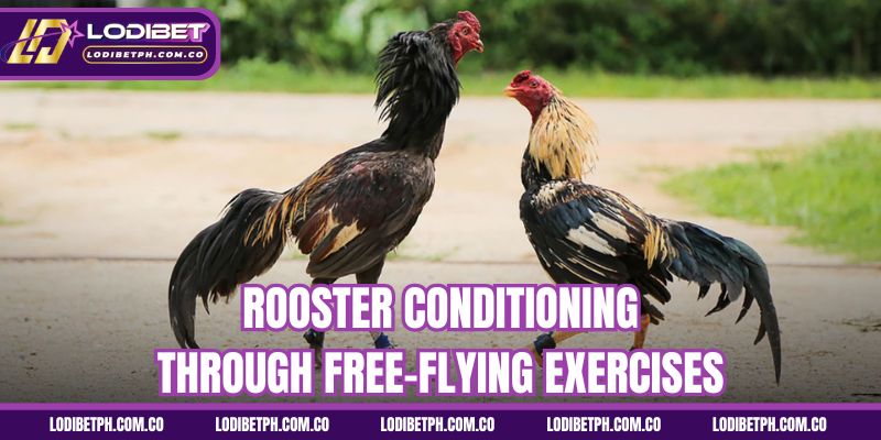Rooster conditioning through free-flying exercises