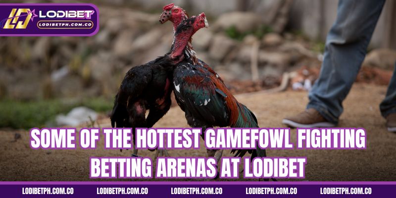 Some of the hottest gamefowl fighting betting arenas at Lodibet