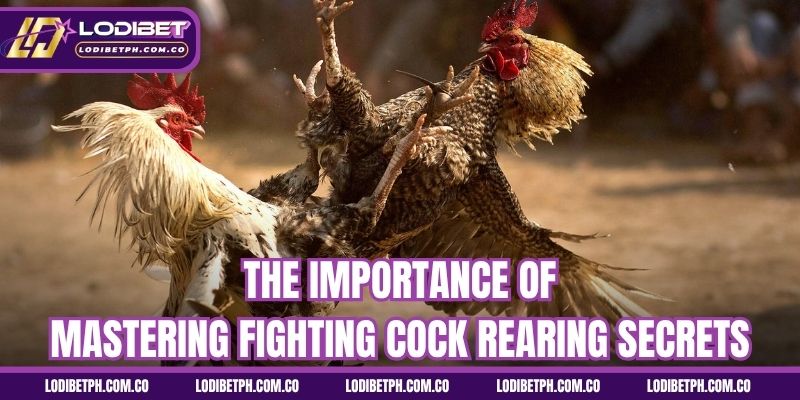 The importance of mastering fighting cock rearing secrets